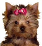 Holly, our Doll Face Yorkshire Terrier